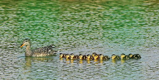 《极品飞车22》Steam 248元 推荐RTX 2070显卡